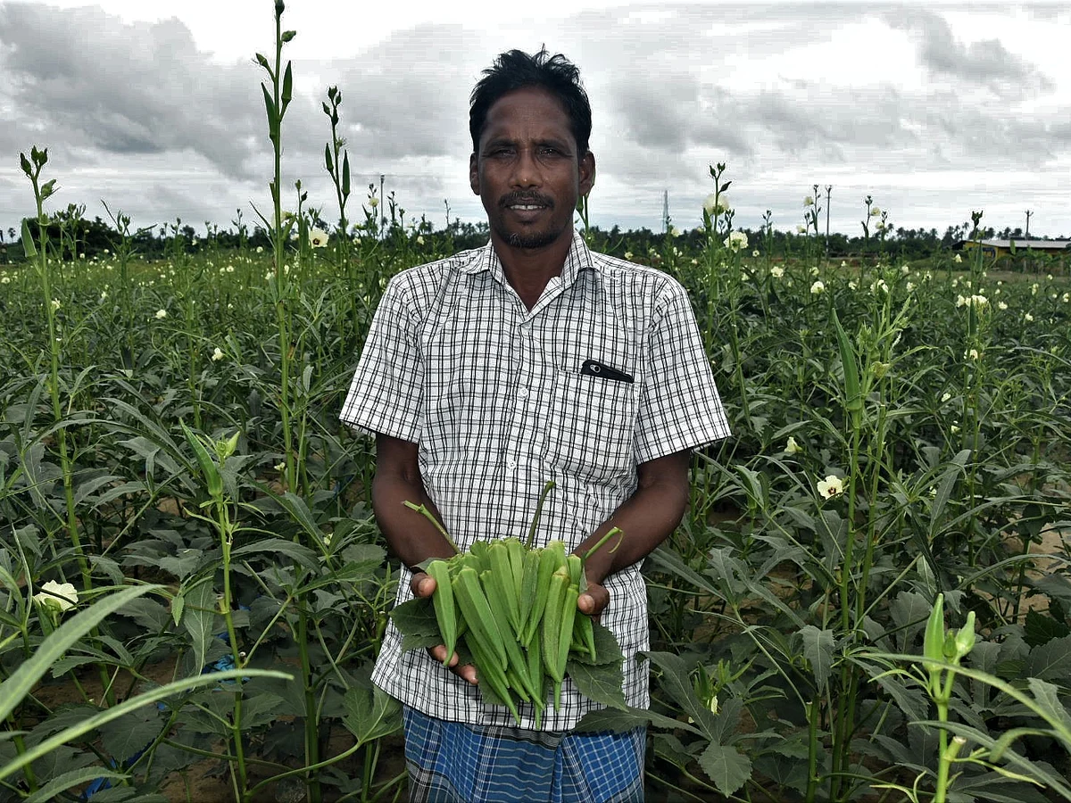 கஜா புயலால் மரங்களை இழந்த மக்களுக்கு ஆறுதல் தரும் வெண்டை சாகுபடி!