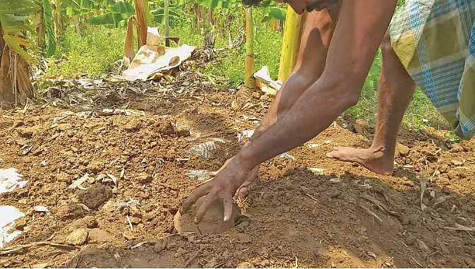 வாழையை இயற்கை முறையில் பழுக்க வைக்கும் கொடாப்பு முறை