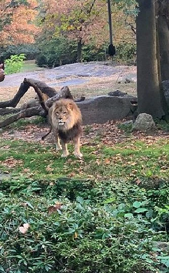 African Lion Benox Zoo