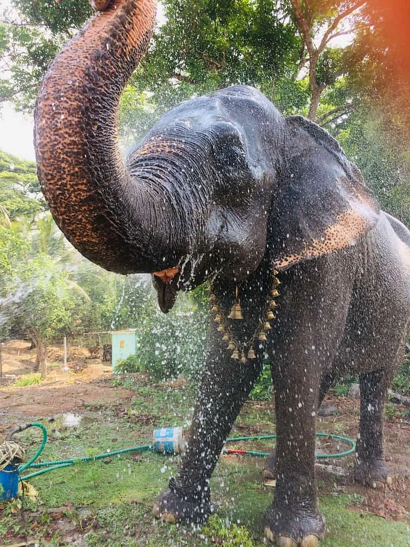 சூளிகாம்பாள்