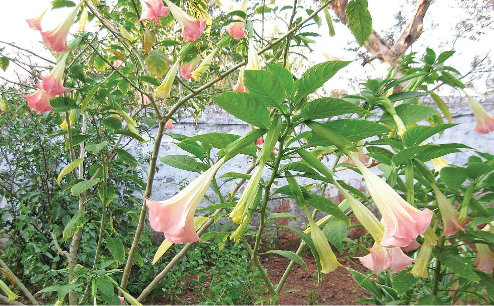 மலை ஊமத்தை
