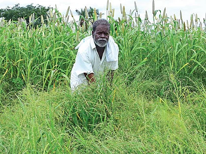 சாமை வயலில் காளி