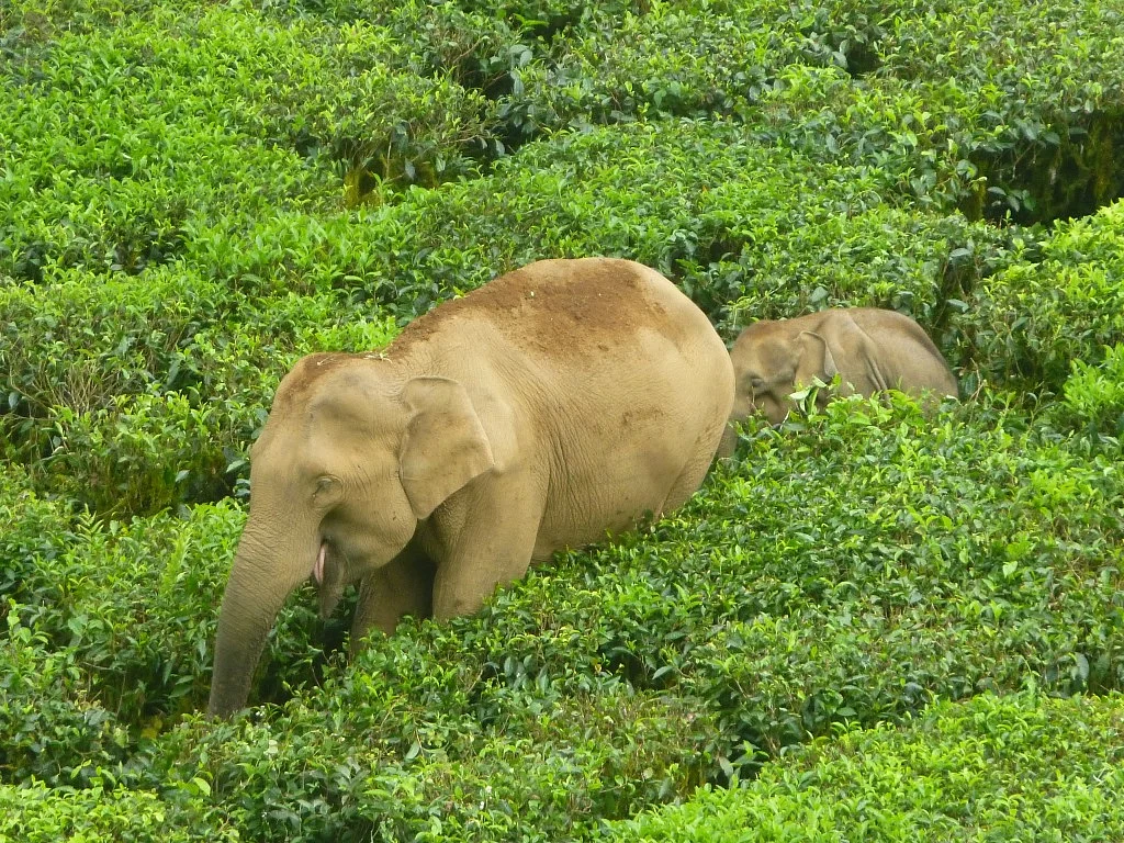 மூன்று கால்களில் நடக்கும் குட்டி யானை! - வால்பாறையில் தாய் யானையின் பாசப் போராட்டம்