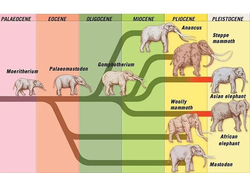 Evolution of Elephants