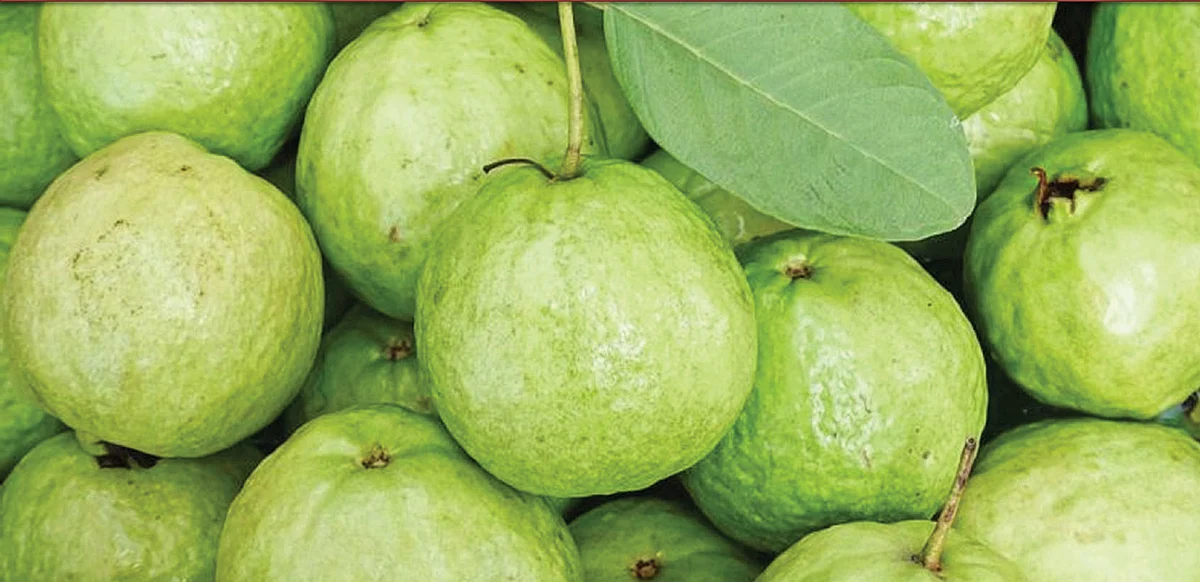உப்பு நீரிலும் வளரும் கொய்யா... மகசூல் கூட்டும் இயற்கை நுட்பங்கள்!