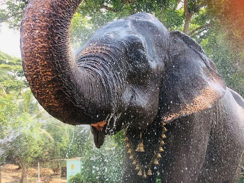 `60 ஆண்டு சேவை; விடைபெற்ற சூளிகாம்பாள்’ -பக்தர்களை சோகத்தில் ஆழ்த்திய திருப்புகலூர் யானையின் மரணம்