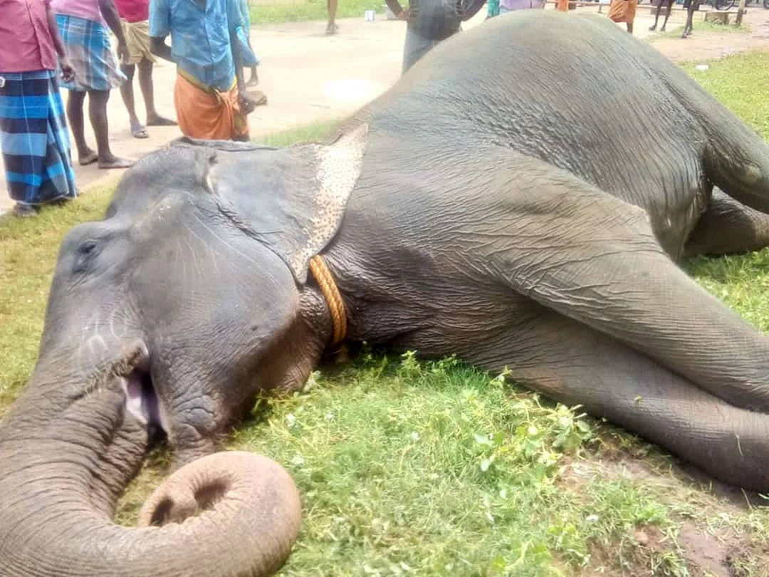 சூளிகாம்பாள்
