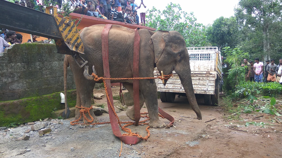 கூடலூரில் இறந்த யானை