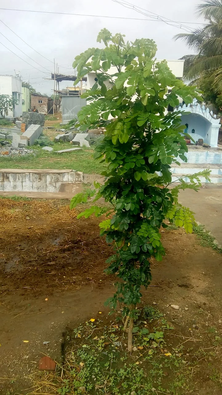போத்து முறையில் மரம் வளர்ப்பு.