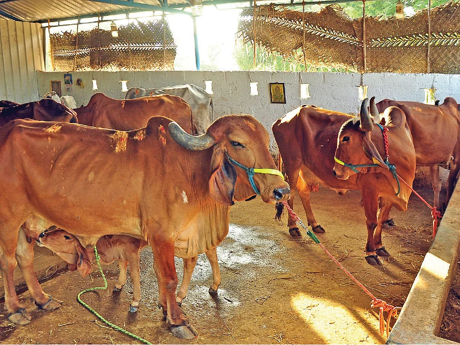 ஈரமான தீவனங்களைக் கொடுக்கக் கூடாது... மழைக்கால கால்நடைப் பராமரிப்பு முறைகள்!