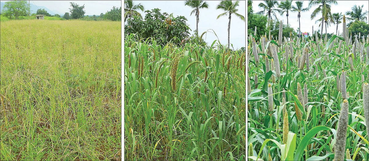 சாமை, தினை, கம்பு
