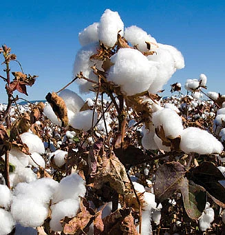 cotton