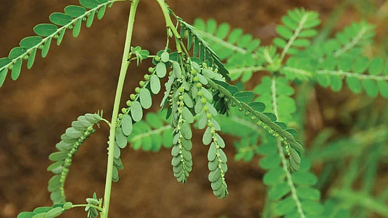 கீழாநெல்லி