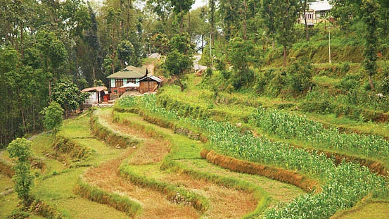 இயற்கை விவசாயம்