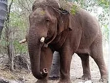 Elephant