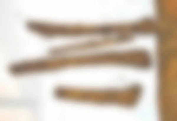 தோண்டியெடுக்கப்பட்ட எலும்புகள்