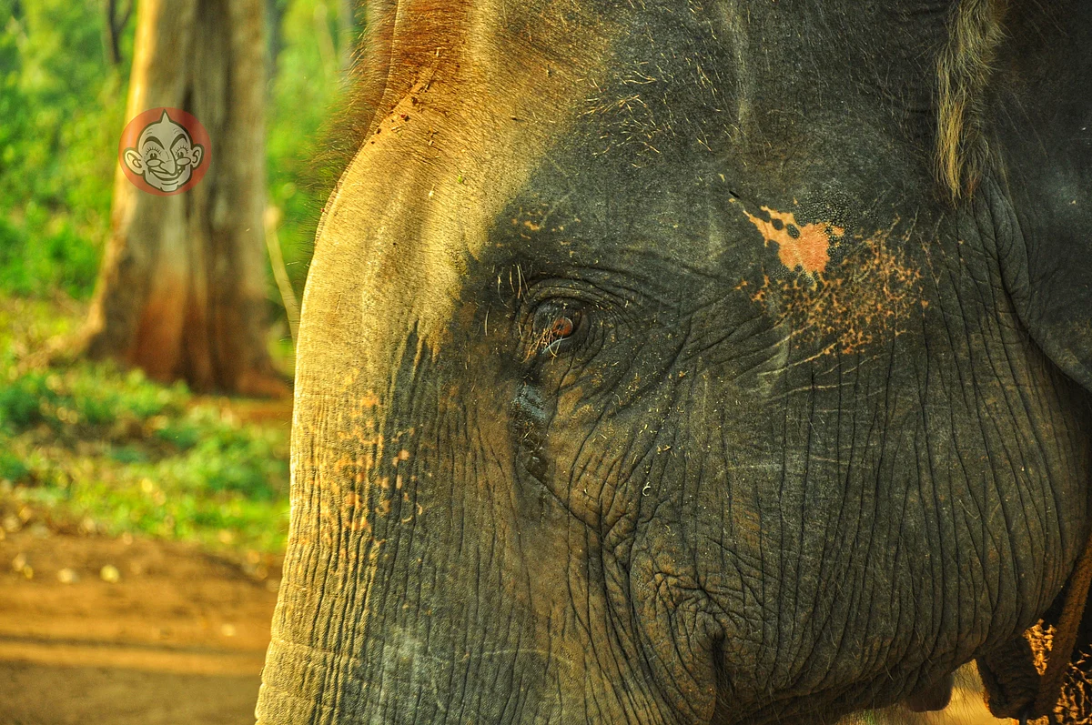 Kumki