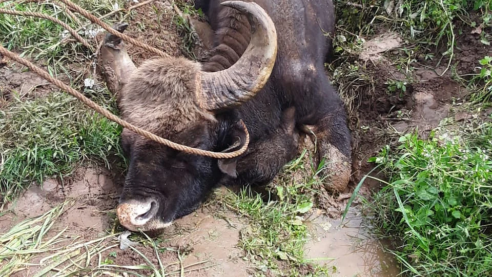 Indian Gaur