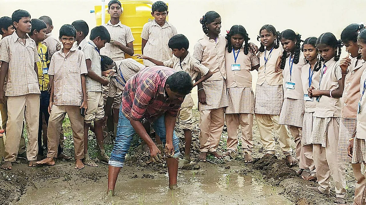 சம்பா நாற்று நடவு