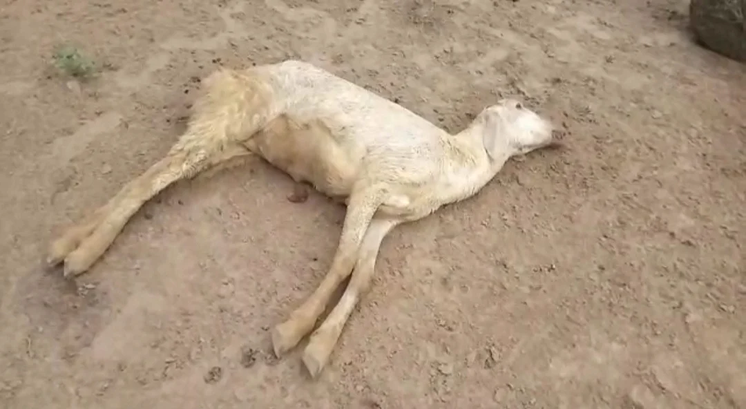 இறந்து கிடக்கும் ஆடு