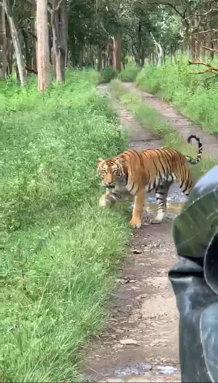 புலி