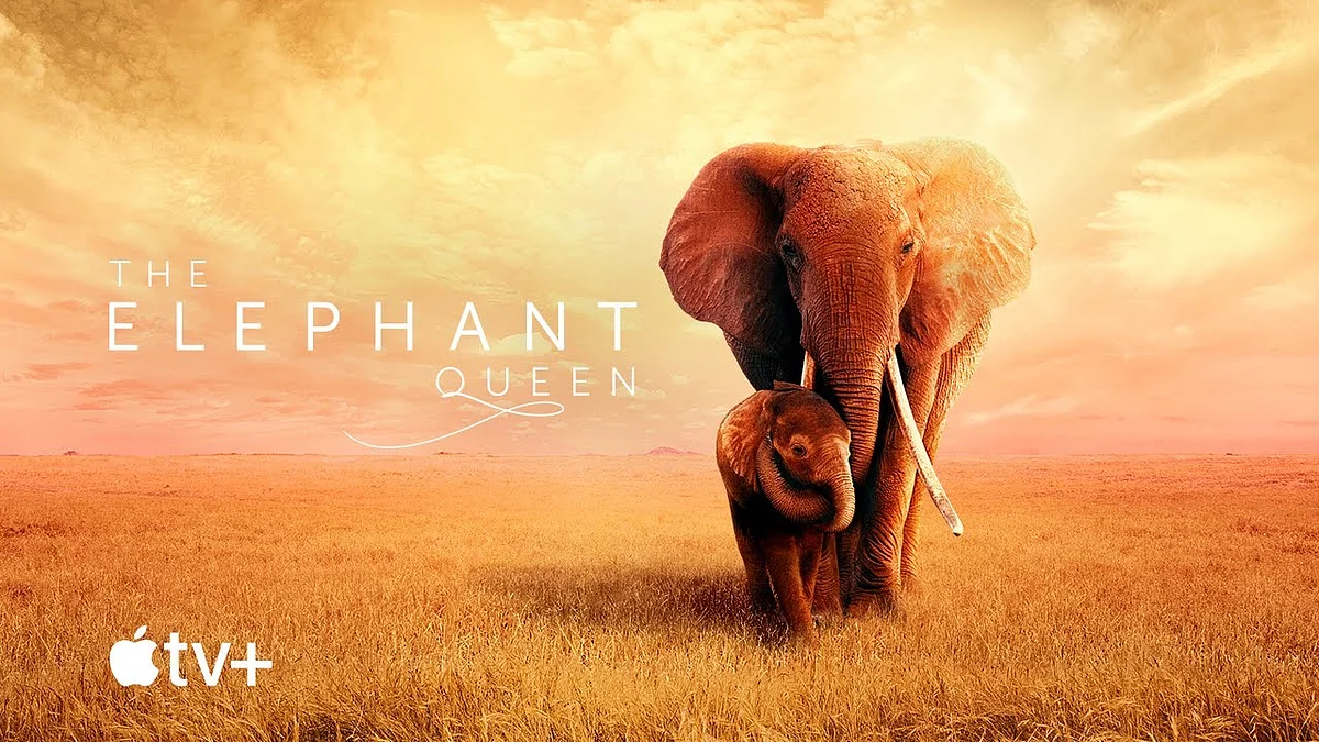 The Elephant Queen | தி எலிபன்ட் குயின்