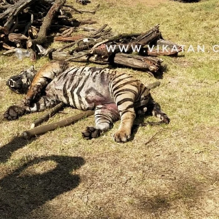 ஏப்ரல் மாதம் இறந்த ஆண் புலி