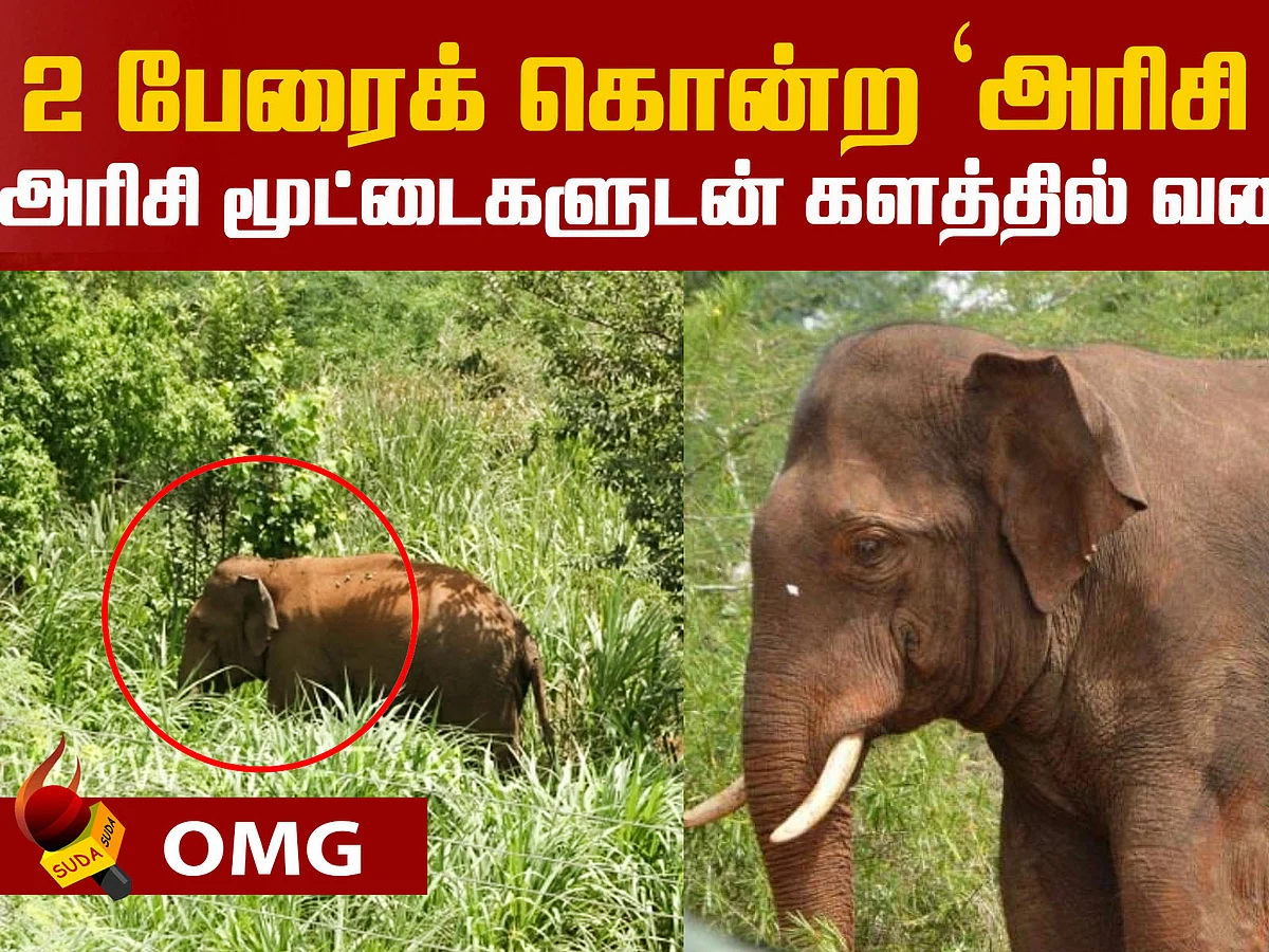 Elephant 'Arisi Raja' - Forest Department's next move?