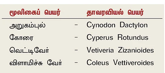 நல்மருந்து 2.0 - புத்திக்கூர்மை தரும் கோரைக்கிழங்கு! - குளிர்ச்சி உண்டாக்கும் வெட்டிவேர்!