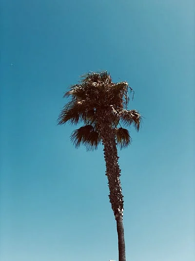 Representational Image