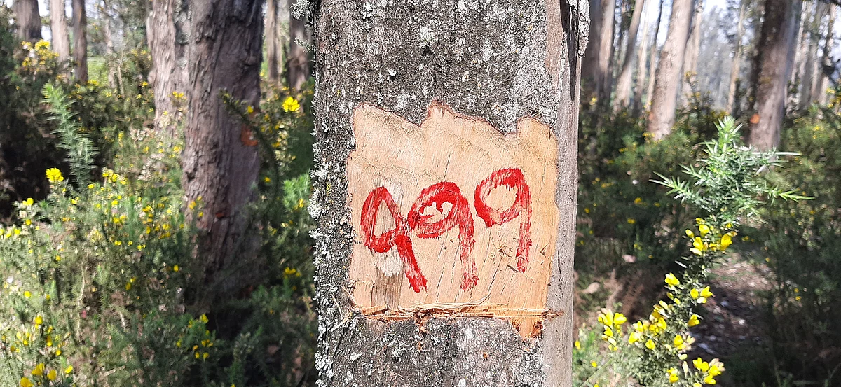 Eucalyptus tree