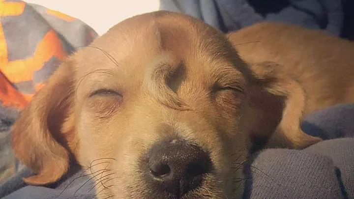 பப்பி