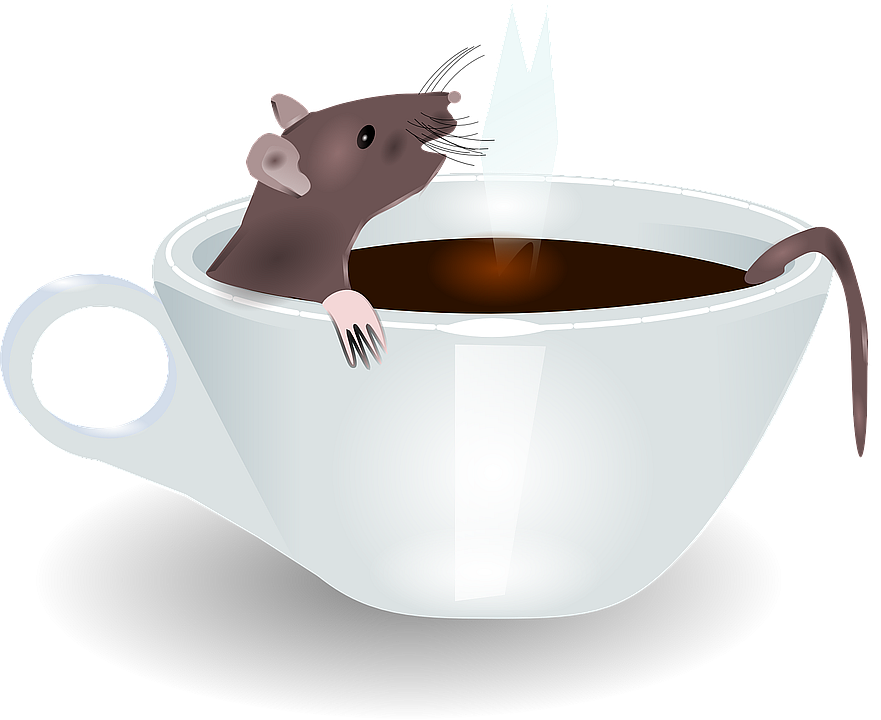 rat