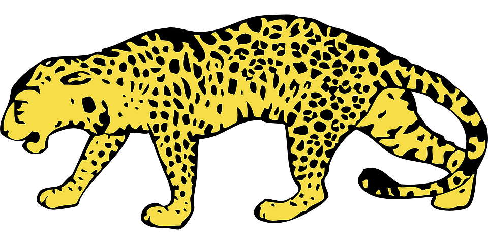 cheetah