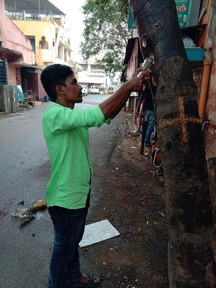 மரத்தில் அடிக்கப்பட்ட ஆணிகள் பிடுங்கப்படுகிறது