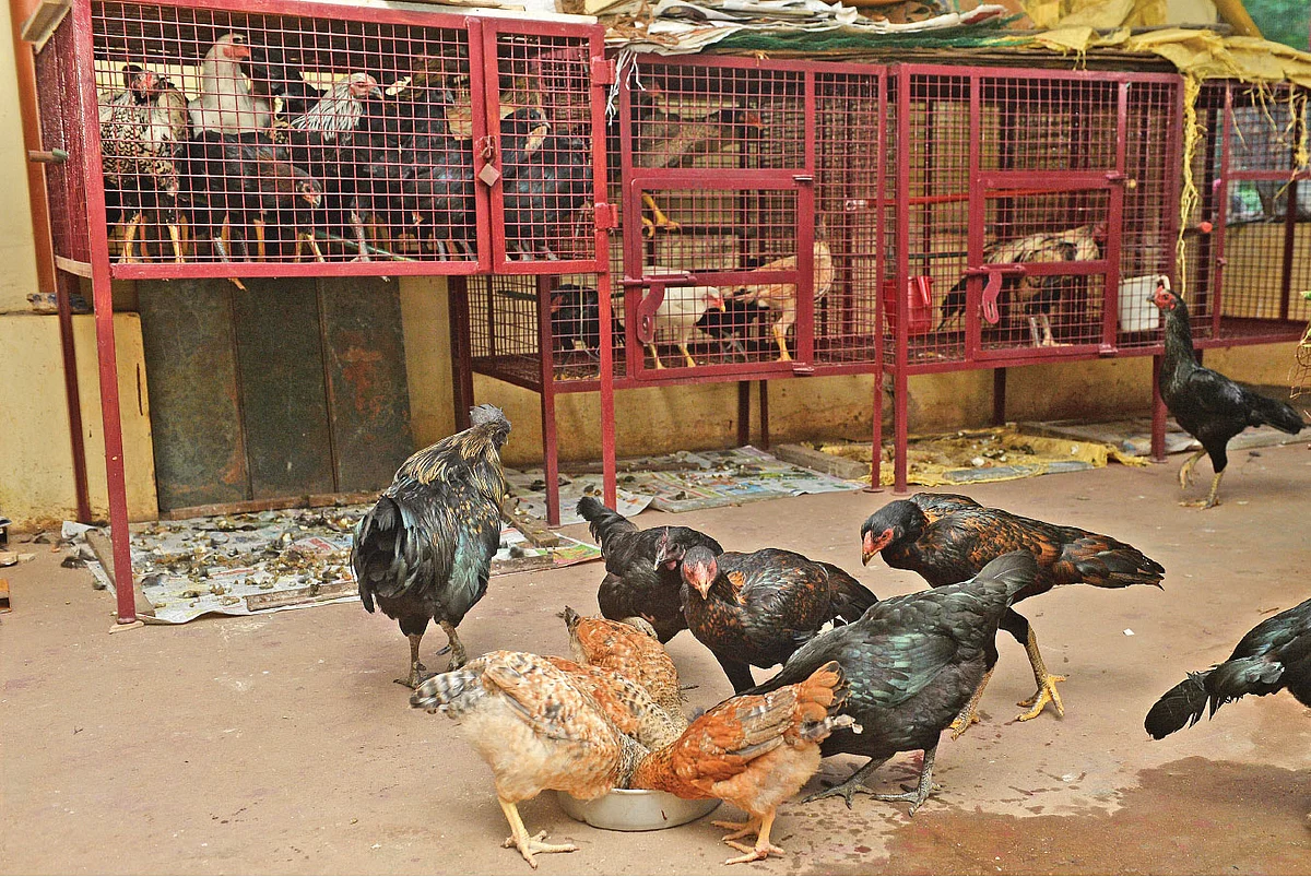 நாட்டுக் கோழி (கோப்புப் படம்)