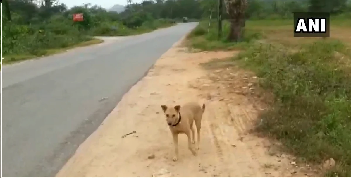 நாய்