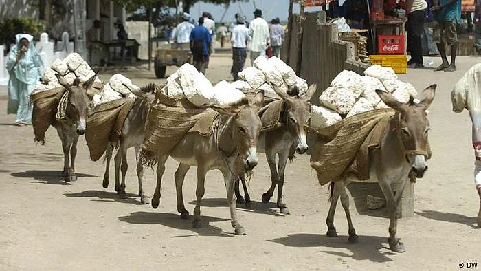 Donkeys