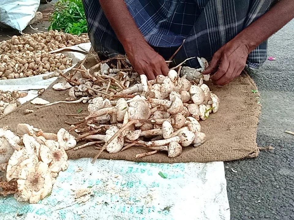 `அது ரகசியம்.. யார்கிட்டேயும் சொல்ல மாட்டோம்!’- மவுசு குறையாத அல்லிநகரம் காட்டுக் காளான்