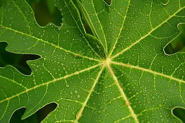 பப்பாளி இலை