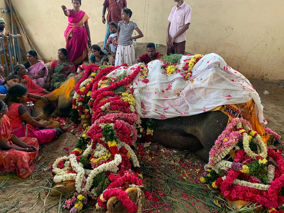 உயிரிழந்த யானை