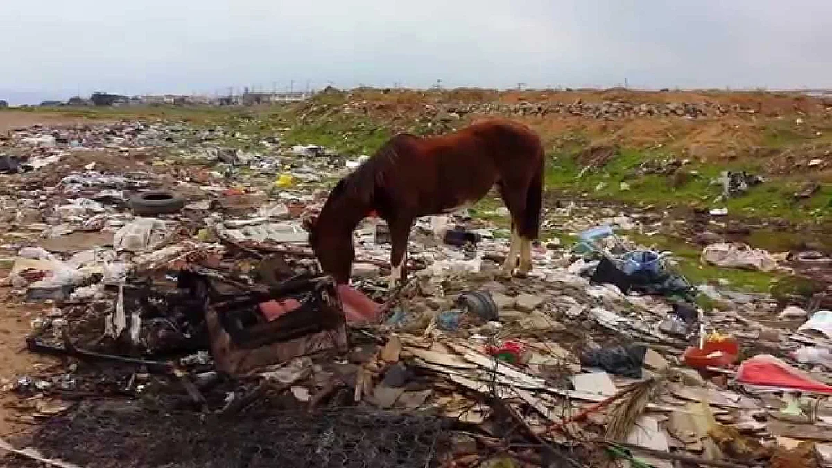 Horse