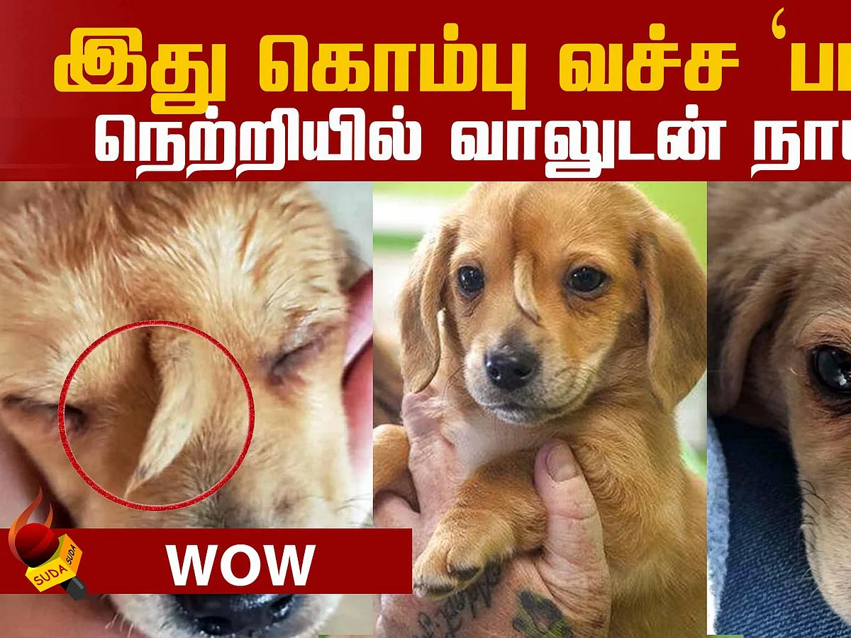 Dog or Unicorn? Meet Narwhal, the Puppy with a Tail!