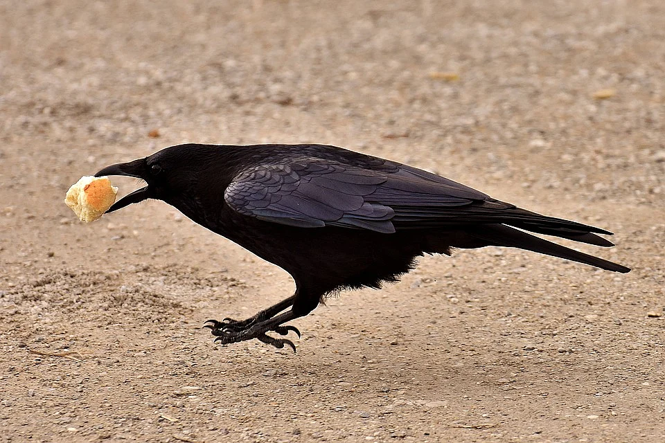crow