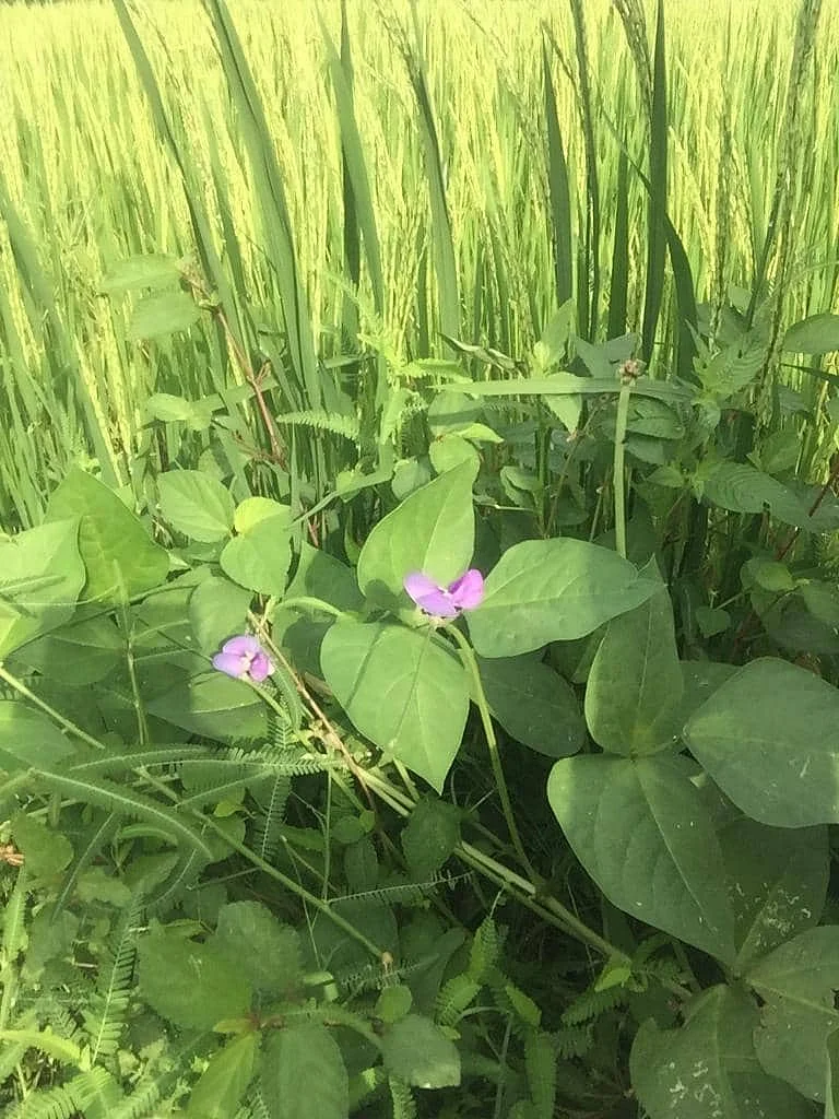 இயற்கை விவசாயம்
