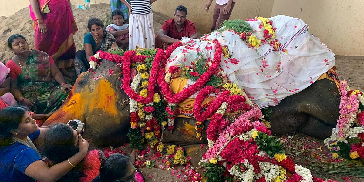 உயிரிழந்த வேதநாயகி யானை