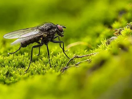 ஈக்களை விரட்ட `மைக்ரோ’ வில்லன்..! மதுரை மாநகராட்சியின் பலே முயற்சி