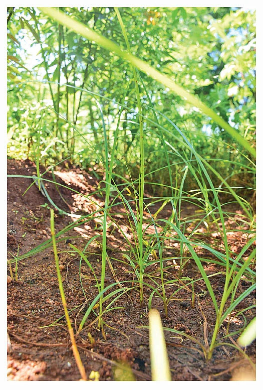 கோரைப்புல்
