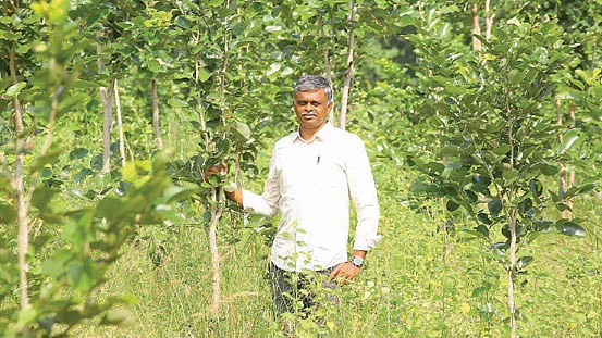 வளர்ந்து வரும் செம்மரக் கன்றுகள்