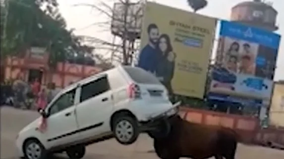 காளை அட்டகாசம்